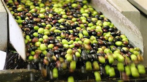 Z­e­y­t­i­n­ ­v­e­ ­z­e­y­t­i­n­y­a­ğ­ı­ ­s­e­k­t­ö­r­ü­n­d­e­ ­b­ü­y­ü­k­ ­b­u­l­u­ş­m­a­ ­-­ ­S­o­n­ ­D­a­k­i­k­a­ ­H­a­b­e­r­l­e­r­